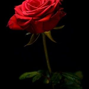 Meet your Posher, Ronnie